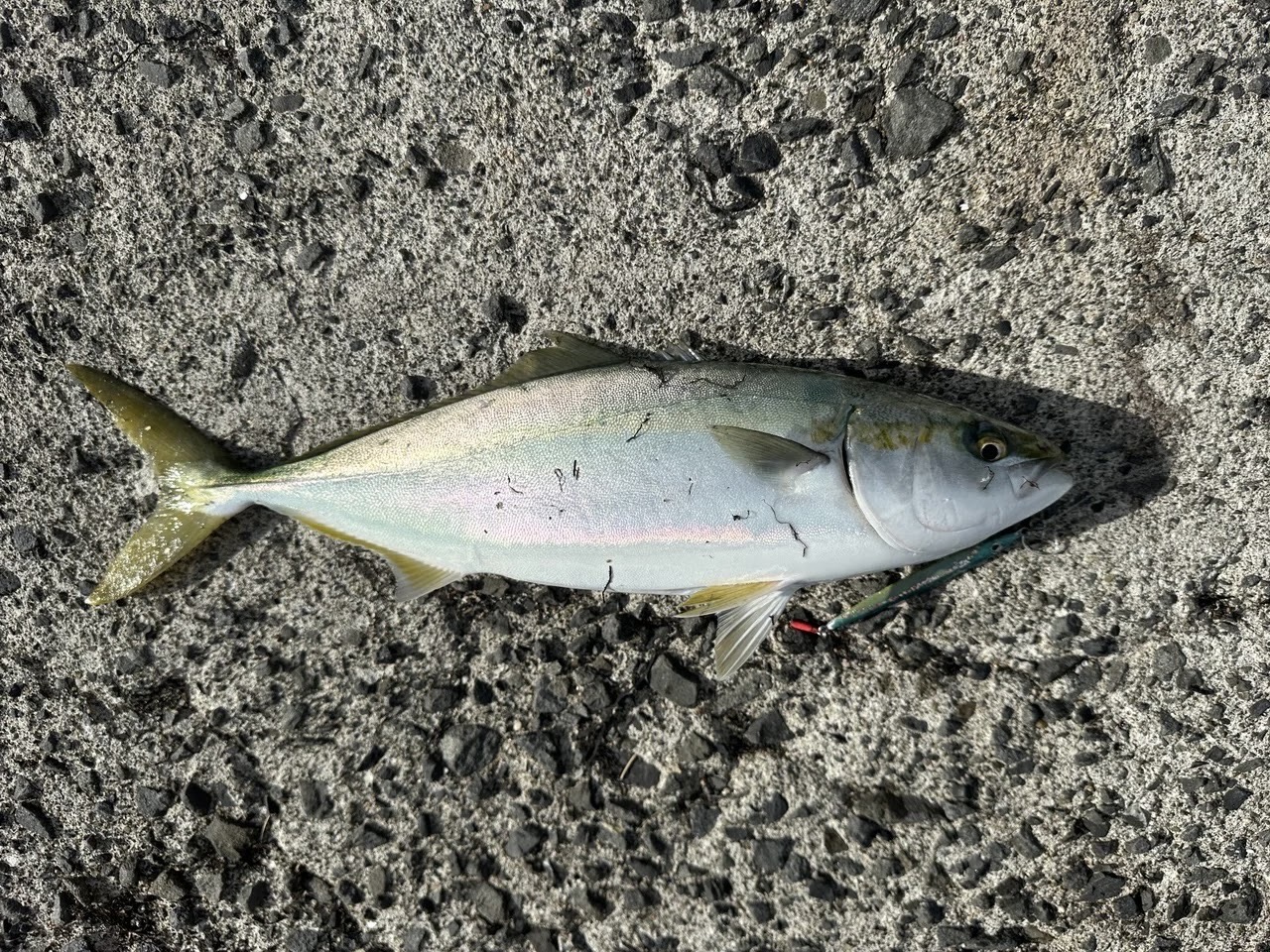 別府湾での青物釣り風景。沖堤防と青い海が広がる絶景ポイント。