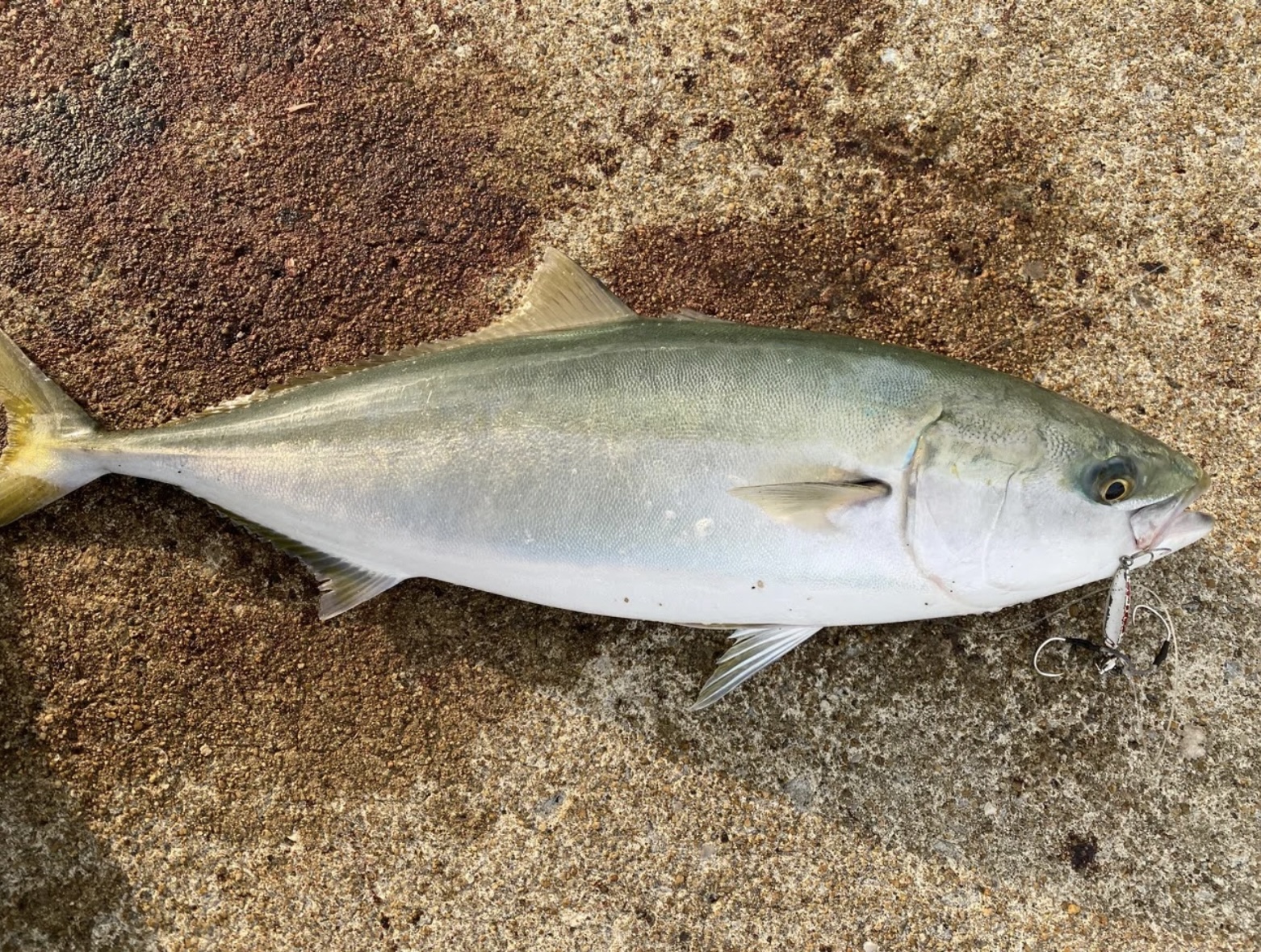 港内での釣果風景。ヤズが釣れているシーン